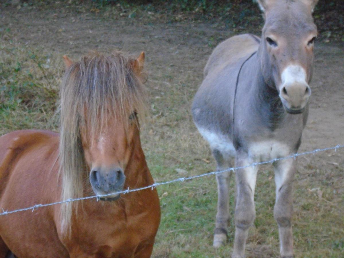 Deux Etangs Poissonneux Au Milieu Des Bois Avec Gite Moderne, La Halte Des Deux Lacs Rosée Dış mekan fotoğraf